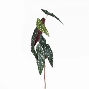 Begonia Maculata L75cm Bont blad