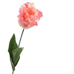 Tulp parrot peach 65cm 440215