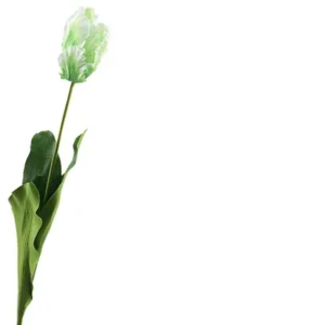 Franse tulp wit/groen 65cm