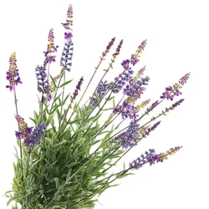 Lavendel bush paars 50cm GR110036PRP