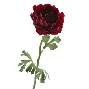 Ranonkel fuschia 50cm 440232