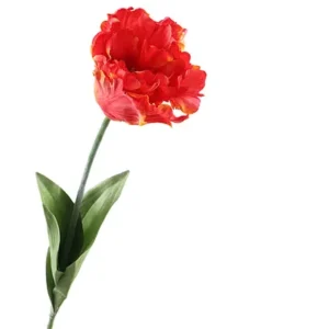 Tulp parrot oranje 65cm 440215