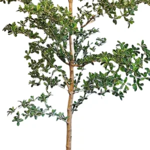 Olijfboom Oriental Pot 210cm PP550039GRN